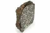 Polished Sericho Pallasite Meteorite (g) - Kenya #232273-5